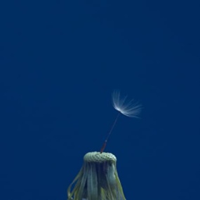 マカロニえんぴつ - たましいの居場所 付属BD 2022《BDMV 14.4GB》