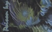 丽莎·武尔夫 Lisa Wulff - Poison Ivy, Vol. 1 2024 [24Bit/96kHz] [Hi-Res Flac 589MB]